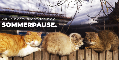 Grafik zur Sommerpause: 3 schlafende Katzen auf einem Holzzaun.